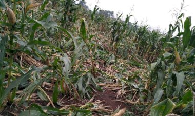 पंढरपूर व मंगळवेढा शेतीचे पंचनामे करून नुकसान भरपाई द्यावी परिचारक यांची मुख्यमंत्री व उपमुख्यमंत्री यांच्याकडे मागणी